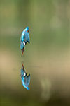 pix/species/kingfisher/large/10.jpg