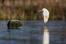 pix/species/little-egret/large/1.jpg