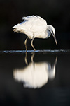 pix/species/little-egret/large/3.jpg