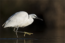 pix/species/little-egret/large/4.jpg