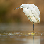 pix/species/little-egret/large/5.jpg
