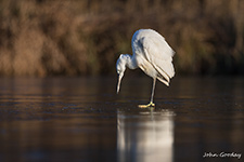 pix/species/little-egret/large/6.jpg