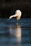 pix/species/little-egret/large/7.jpg
