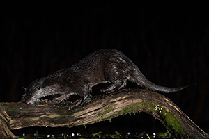 pix/species/otter/large/10.jpg