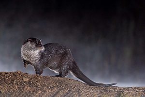 pix/species/otter/large/11.jpg