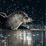 pix/species/otter/large/2.jpg