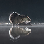 pix/species/otter/large/3.jpg