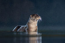 pix/species/otter/large/4.jpg