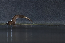 pix/species/otter/large/5.jpg