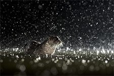 pix/species/otter/large/6.jpg