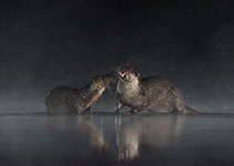 pix/species/otter/large/7.jpg
