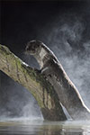 pix/species/otter/large/8.jpg