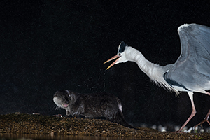 pix/species/otter/large/9.jpg