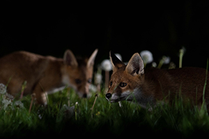 pix/species/red-fox/exterior/5.jpg