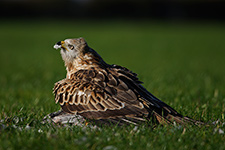 pix/species/red-kite/large/1.jpg