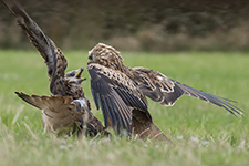 pix/species/red-kite/large/2.jpg