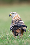 pix/species/red-kite/large/3.jpg