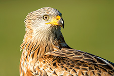 pix/species/red-kite/large/4.jpg