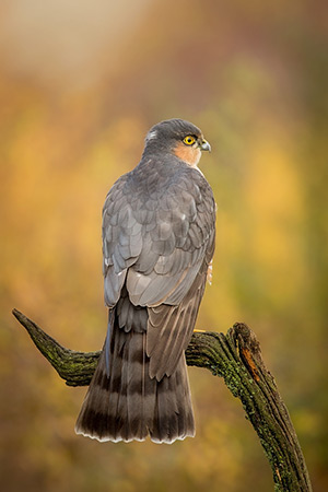 pix/species/sparrowhawk/large/1.jpg