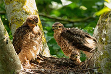 pix/species/sparrowhawk/large/10.jpg