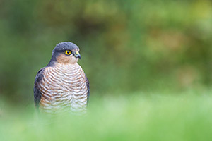 pix/species/sparrowhawk/large/2.jpg