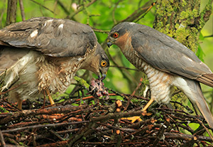 pix/species/sparrowhawk/large/3.jpg