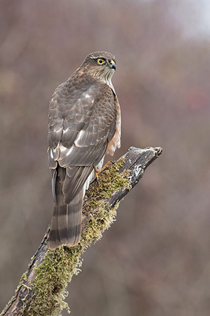 pix/species/sparrowhawk/large/4.jpg