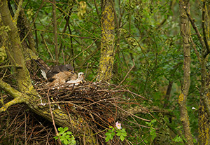 pix/species/sparrowhawk/large/5.jpg