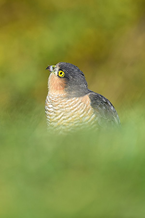 pix/species/sparrowhawk/large/6.jpg