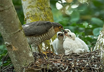 pix/species/sparrowhawk/large/7.jpg
