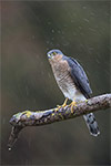 pix/species/sparrowhawk/large/9.jpg