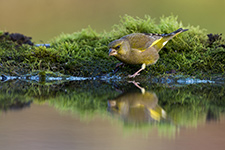 pix/species/woodland/large/1.jpg