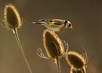 pix/species/woodland/large/2.jpg