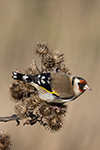 pix/species/woodland/large/3.jpg