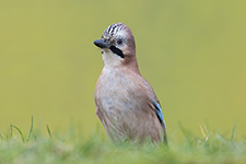 pix/species/woodland/large/4.jpg