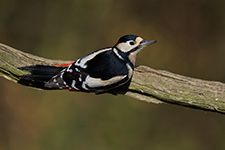 pix/species/woodland/large/5.jpg