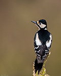 pix/species/woodland/large/6.jpg
