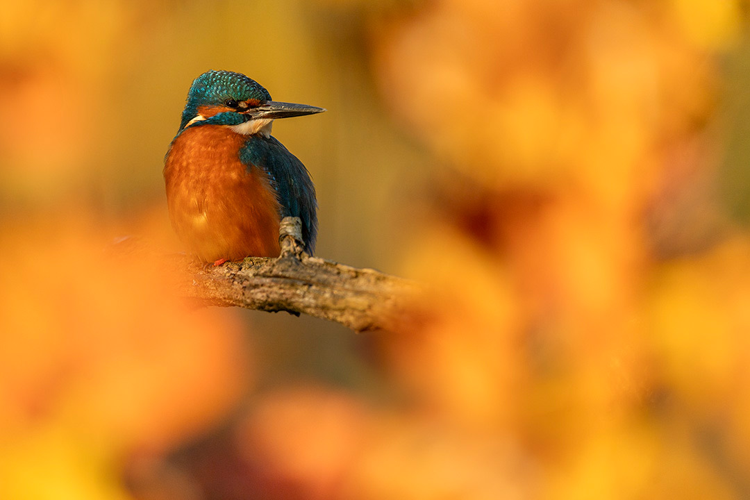 pix/workshops/large/kingfisher.jpg