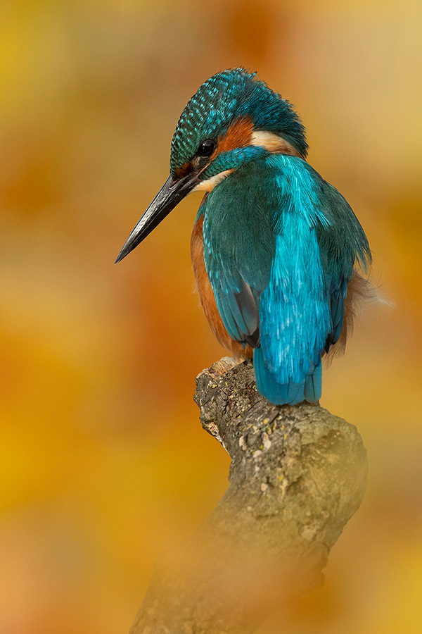 pix/workshops/large/kingfisher6.jpg